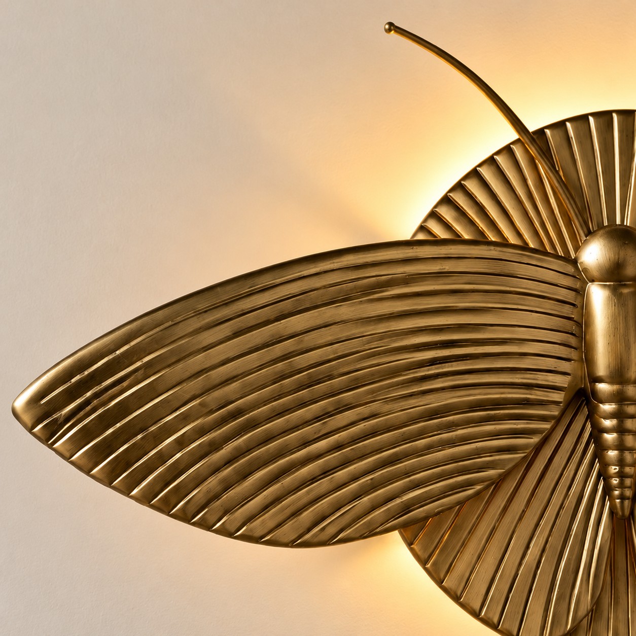 Close view of the ribbed moth wing and antenna in warm light